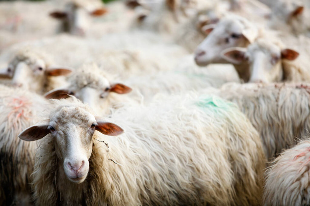 ovejas en una granja  - Foto, imagen
