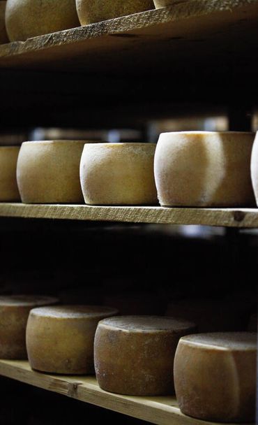cheese in a dairy shop. production of cheese.  - Photo, Image