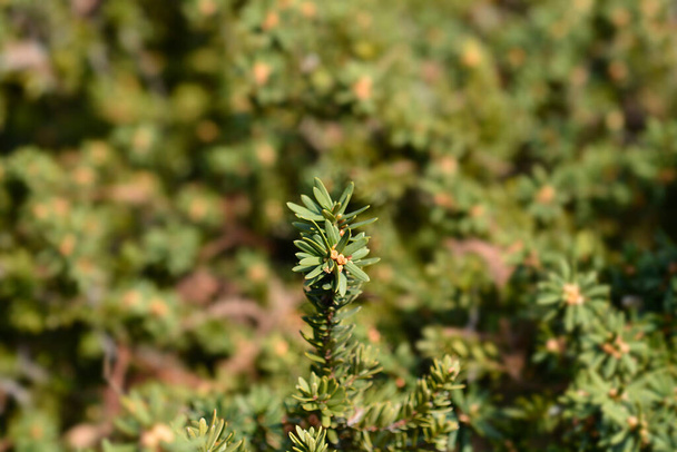 Japanese yew shrub - Latin name - Taxus cuspidata var. nana - Zdjęcie, obraz