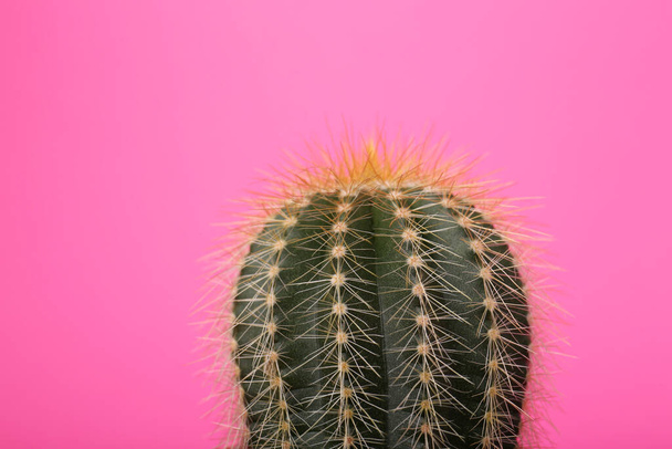Beautiful green cactus on pink background, closeup. Tropical plant - Foto, imagen