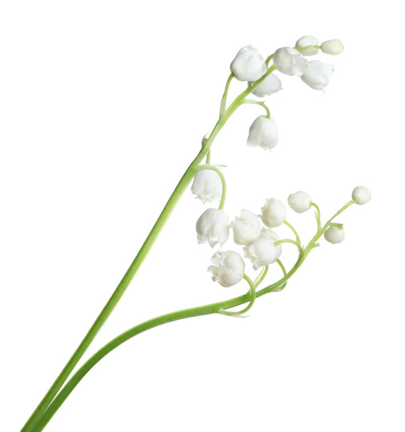 Beautiful lily of the valley flowers on white background - Fotografie, Obrázek