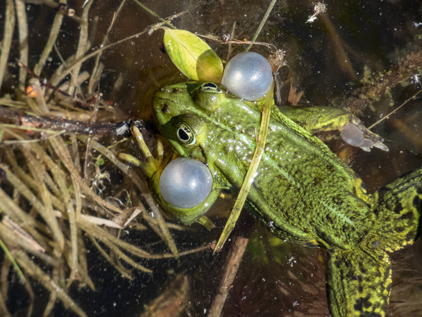 Een close-up van de kromme gewone waterkikker of groene kikker (Pelophylax esculentus) die zijn vocale zakjes in het water blaast. Kikkerpaargedrag. Roep van de mannelijke kikker - Foto, afbeelding