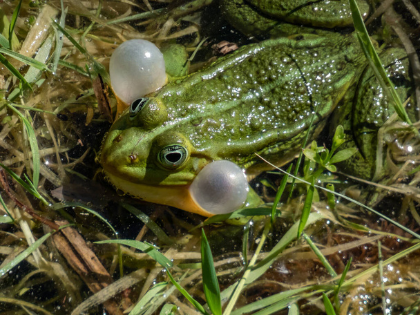 Suda avlanan su kurbağası (Pelophylax esculentus) ya da su kurbağası (Pelophylax esculentus) ses keselerini suya üflerken yakın çekim görüntüsü. Kurbağa çiftleşme davranışı. Erkek kurbağanın çağrısı - Fotoğraf, Görsel