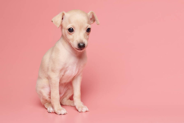 Portrait of cute Italian Greyhound puppy isolated on pink studio background. Small beagle dog white beige colo - Фото, изображение