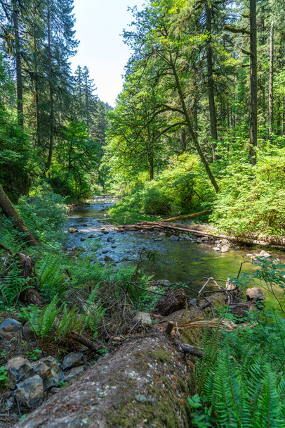 A view of Silver Creek for a trail in Silver Falls State Park in Oregon State. - Foto, immagini