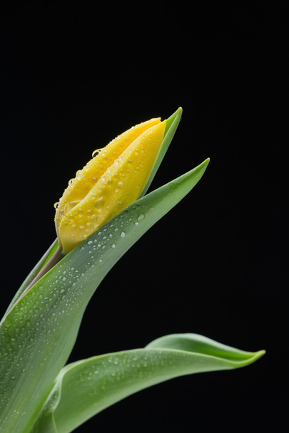 yellow tulip and water drops on black background - Photo, image