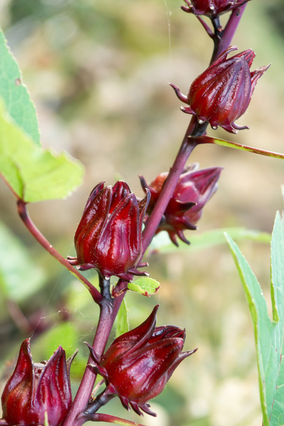 Hibiscus sabdariffa ή roselle φρούτα - Φωτογραφία, εικόνα