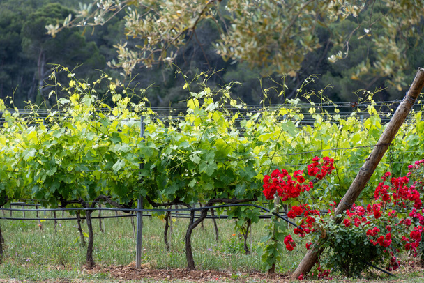 Vinařství v departementu Var v Provence Alpy Pobřeží slonoviny v jihovýchodní Francii, vinice v Ju s mladými zelenými hrozny v blízkosti města Saint-Tropez, cotes de Provence víno - Fotografie, Obrázek