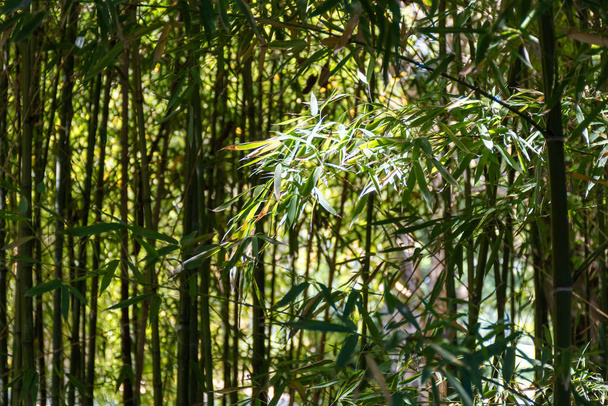 Green bamboo trees with leaves in bamboo grove in sun light - Valokuva, kuva