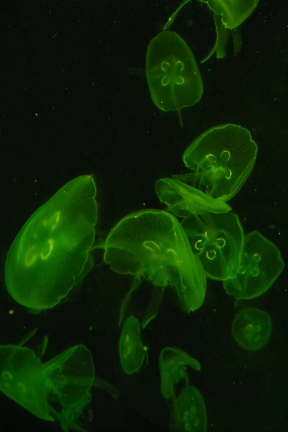 Медузы в движении в цвете. Крупный план медузы. Медузы в воде. Концепция животных. - Фото, изображение