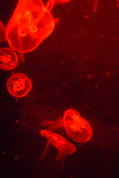 Les méduses en mouvement en couleur. Gros plan sur les méduses. Des méduses dans l'eau. Concept animal. - Photo, image