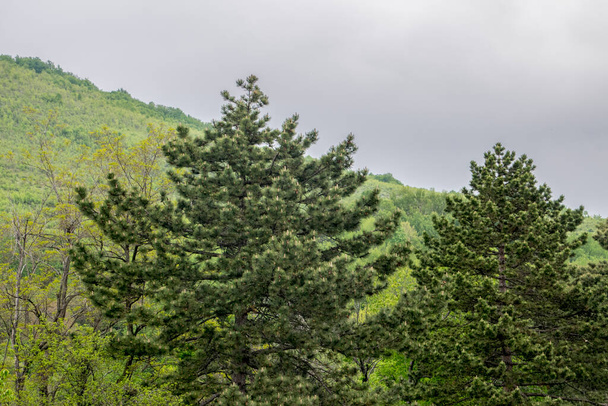 Paisaje vista del bosque verde y el cielo azul en las montañas - Foto, imagen