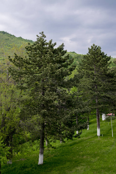 山の中の緑の森と青空の風景 - 写真・画像