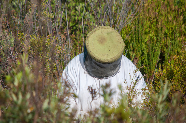 Beekeeper at work - Photo, Image