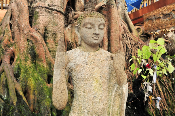 Buddha under a Bodhi Tree in Colombo Sri Lanka - Photo, Image