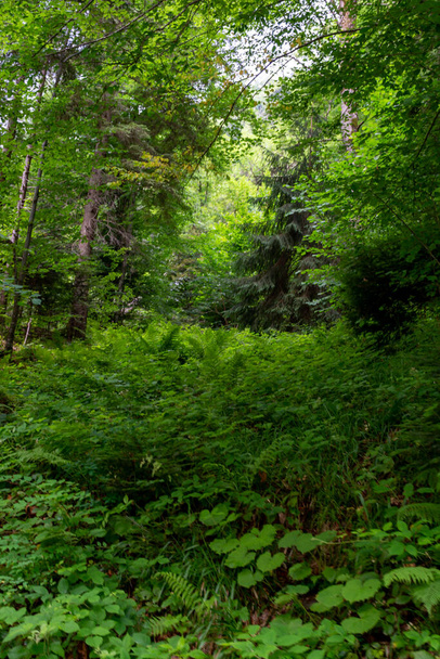 beautiful green forest with bright sunny day  - Valokuva, kuva