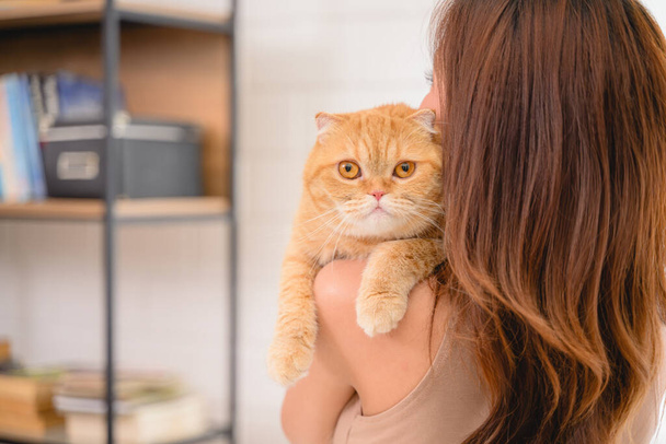 Un gato naranja, una mascota linda y adorable, gato se representa en el interior. Este gatito con aspecto hermoso y tierno. Foto de alta calidad - Foto, imagen