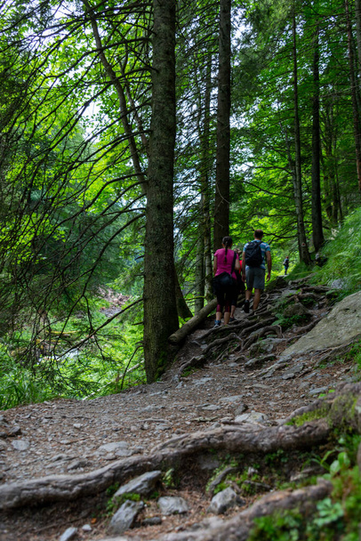 a woman with a backpack hiking along a trail in the forest  - Photo, image