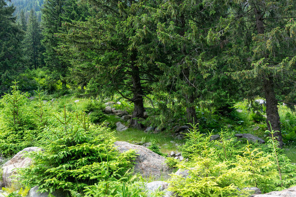 green conifer forest in a sunny day in austria, europe  - Фото, зображення