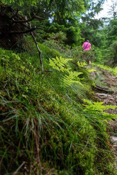 a path in the green woods  - Zdjęcie, obraz