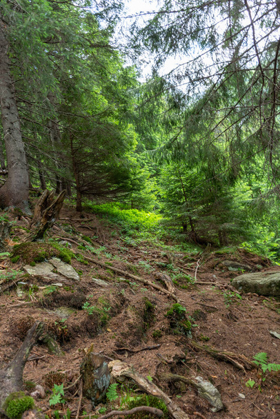 forest trail in the mountains of the caucasus.  - Zdjęcie, obraz