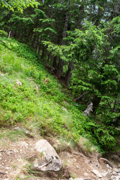 hiking in the mountains of the alps in a summer day  - 写真・画像