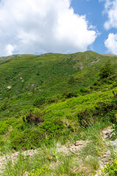 amazing mountain view with green forest near vitila mountain, bulgaria  - Fotó, kép