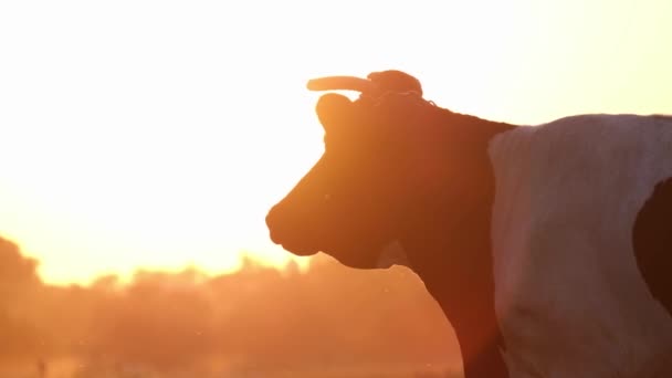 Een zwart-witte koe staat in een weiland op een prachtige achtergrond van zonlicht. Een koe graast in het veld. - Video