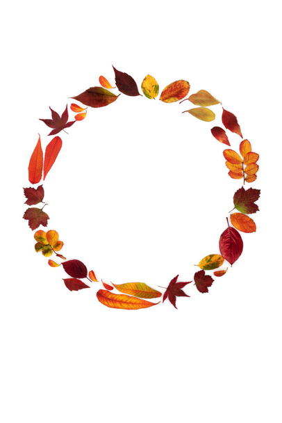 秋の花輪は組成物を残します。鮮やかなカラフルな葉の配置と抽象的な自然コンセプト。最小限の抽象的な秋と感謝祭のデザイン.白い背景で。平面コピースペース. - 写真・画像