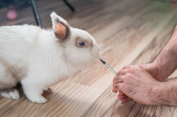 Чоловік дає кролячі ліки від шприца. Кролик п'є з шприца
 - Фото, зображення