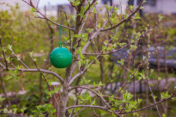 Yeşil plastik yapışkan böceklerin yakın plan görüntüsü elma ağacına tuzak kurar. - Fotoğraf, Görsel