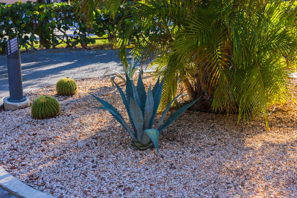 Vista de cerca del cactus y otras plantas tropicales en el macizo de flores del hotel. Aruba.. - Foto, Imagen