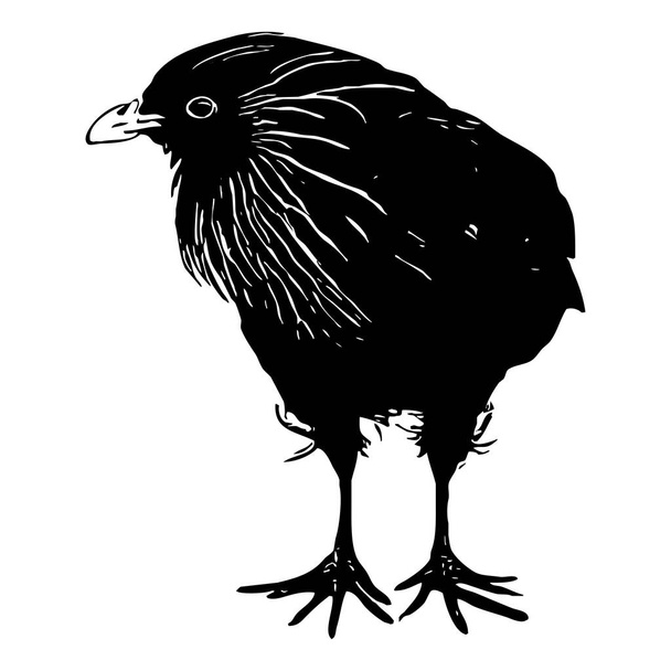 Hen. Black icon on a white background . - Foto, Bild