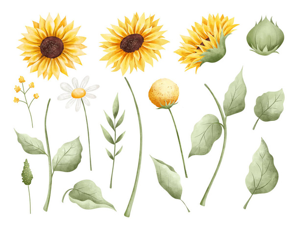 Watercolor Illustration set of beautiful sunflower and leaves - Vector, Image