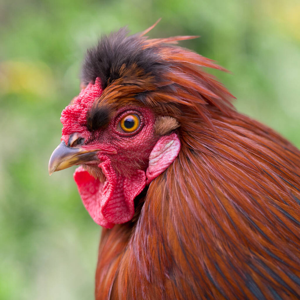 Close up portrait of a rooster - Photo, Image
