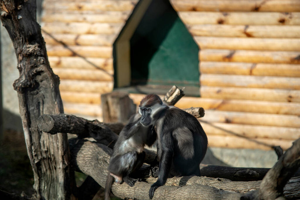 Close up view of monkey in a zoo sits on wood chips  - Photo, Image