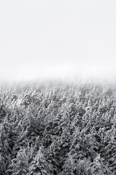 A snow-covered forest veiled in a mystical mist, creating an enchanting and serene ambiance. - 写真・画像