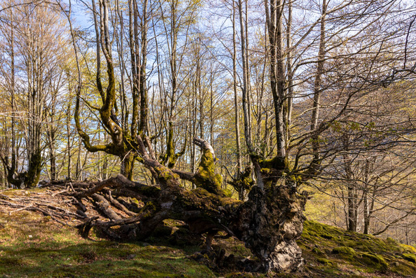 バスク山脈の平和的な森と風景の道を発見 - 写真・画像