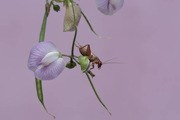 A field cricket is eating wild pea flowers. This insect has the scientific name Gryllus campestris. - Photo, Image