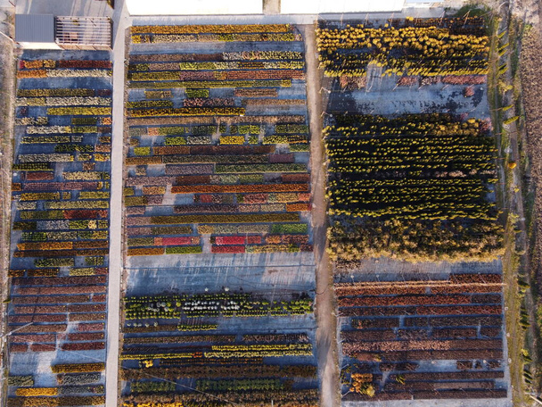 Aerial view of a variety of colorful flowers and other ornamental plants and trees. Flower growing farm. Color palette of flowers - Foto, imagen