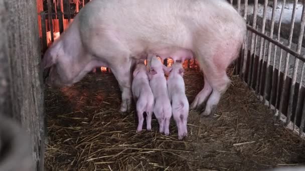 Küçük domuzcuklar kafesteki anne domuzdan süt yerler. Yavru domuzları besliyor. Anne sütünün faydaları. Dikey video - Video, Çekim