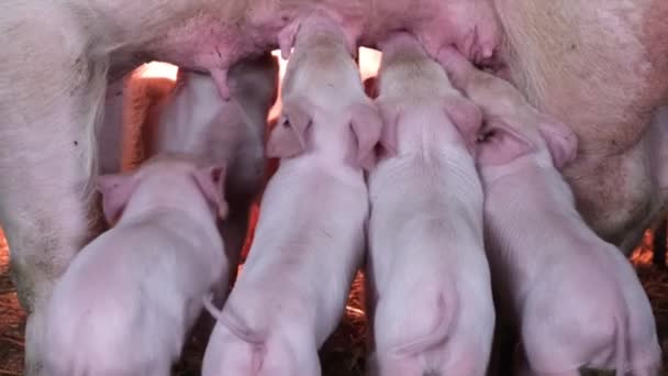 Zbliżenie małych prosiąt jedzących mleko od świni matki na farmie zwierząt. Rozmnażanie mięsnych ras świń. Pionowe wideo - Materiał filmowy, wideo
