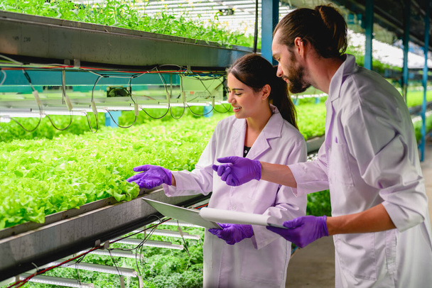 Junge Expertenteams arbeiten und forschen im Hydro- und Biobauernhof, Menschen mit Indoor-Farm-Fabrik, Glückliches Forscherteam arbeitet mit Gemüse im Indoor-Gewächshaus-Anbau - Foto, Bild