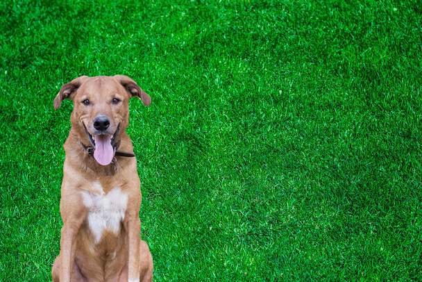 Gemengde ras hond met enorme glimlach op gras achtergrond - Foto, afbeelding