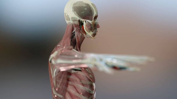 3d иллюстрация анатомии человека, мышц, органов, костей. Творческие цветовые палитры и дизайнерские детали, неструктурированные детали для показа, 3D рендеринг - Фото, изображение