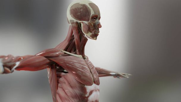 3d иллюстрация анатомии человека, мышц, органов, костей. Творческие цветовые палитры и дизайнерские детали, неструктурированные детали для показа, 3D рендеринг - Фото, изображение