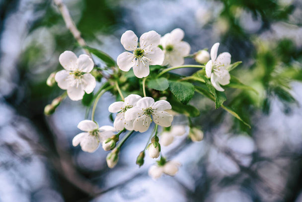 Blossoming of cherry flowers in spring time with green leaves and copyspace, natural seasonal floral background - Fotó, kép