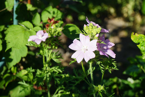 Malva moschata blooms in June. Malva moschata, the musk mallow or musk-mallow, is a species of flowering plant in the family Malvaceae. Berlin, Germany  - Photo, Image