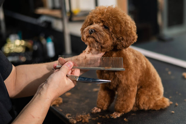 Woman trimming toy poodle with scissors in grooming salon - Foto, immagini