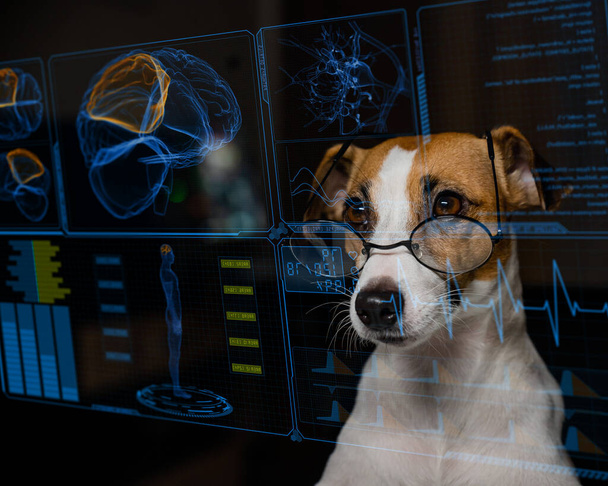 Jack Russell Terrier dog looks at the virtual menu medical screen. human brain research - Photo, Image